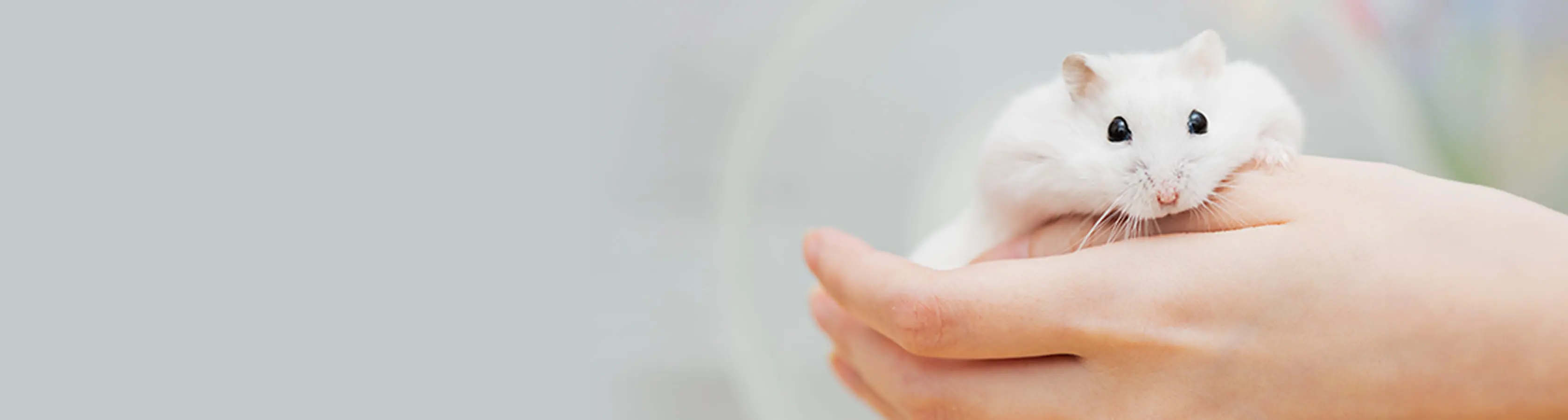 メインイメージ